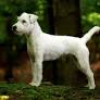 Parson Russel Terrier